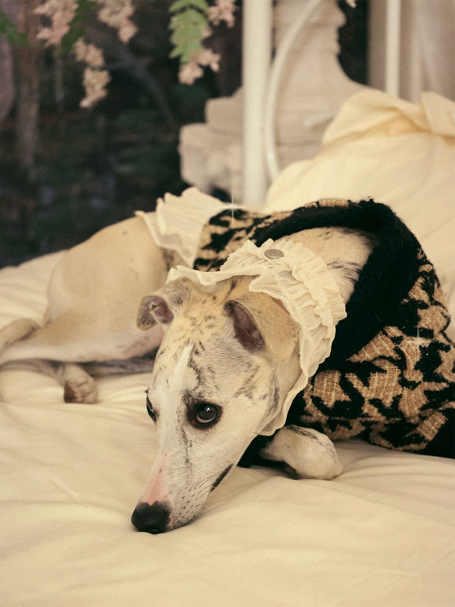 π΄πππ | Tweed Ruffle Set