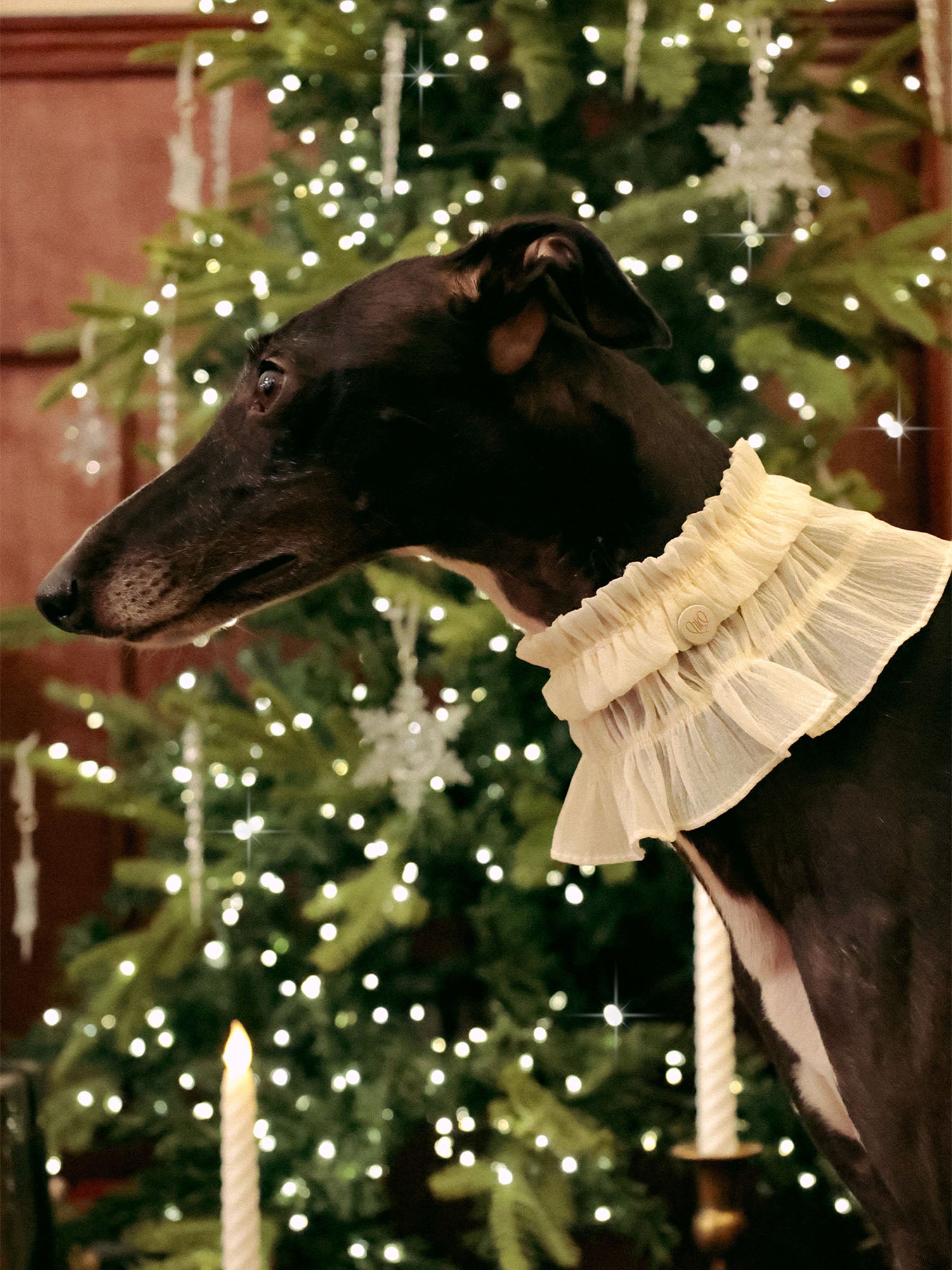 π΄πππ | Tweed Ruffle Set