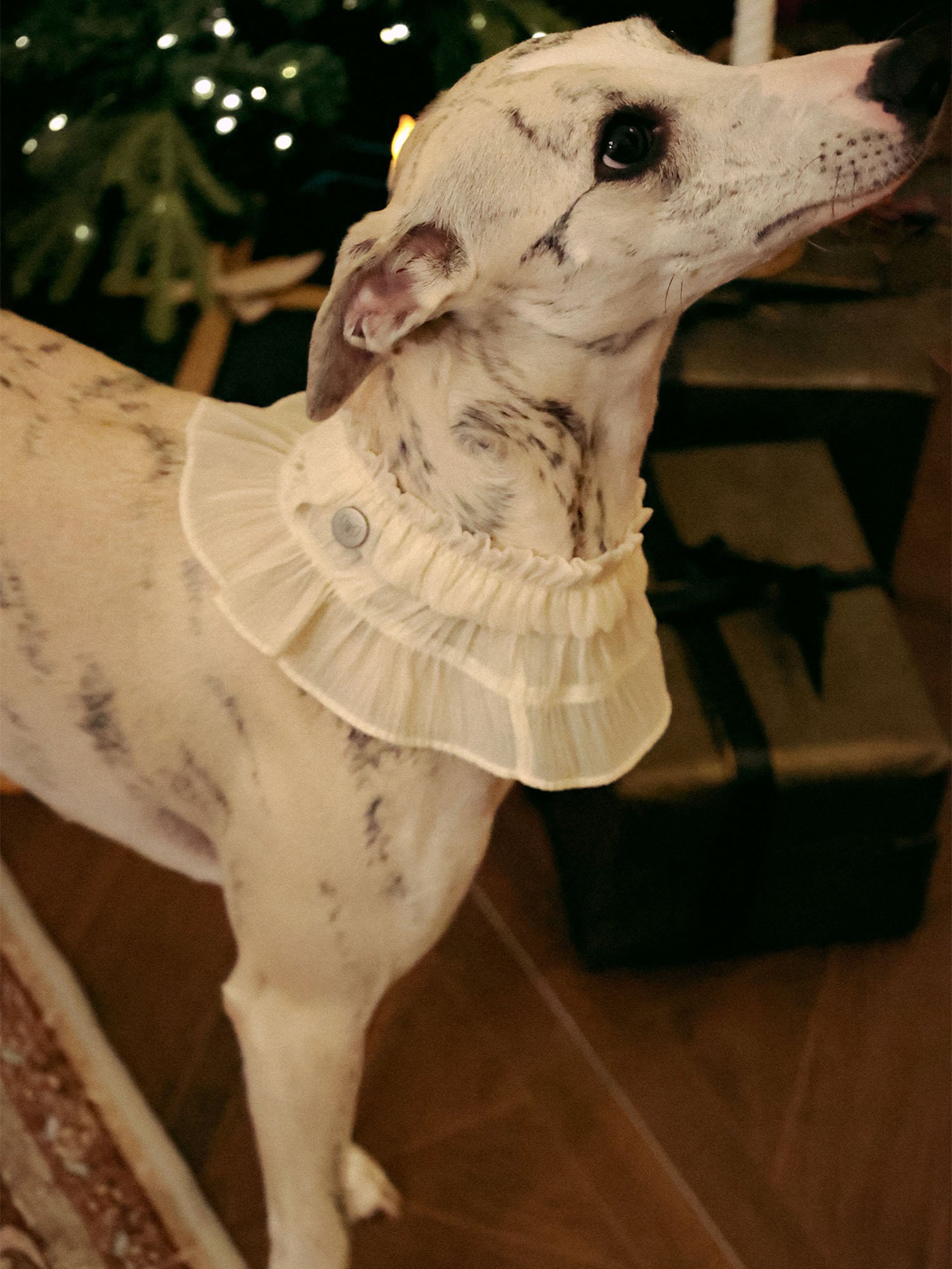 π΄πππ | Tweed Ruffle Set