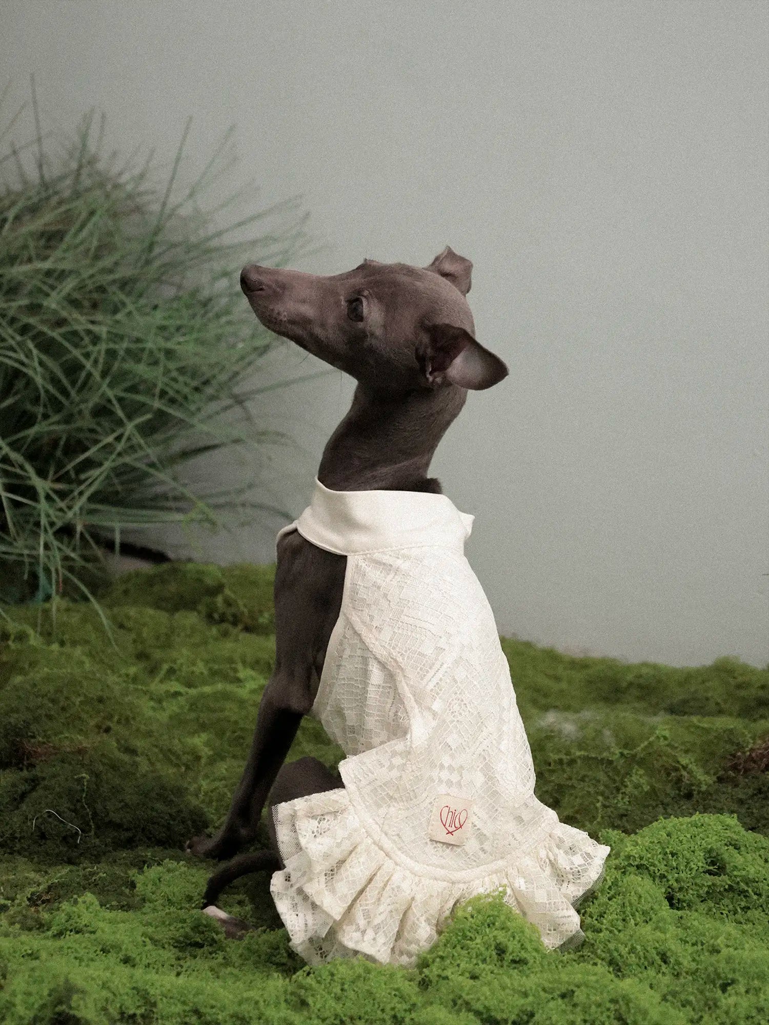 π³πππ | Chinoiserie skirt