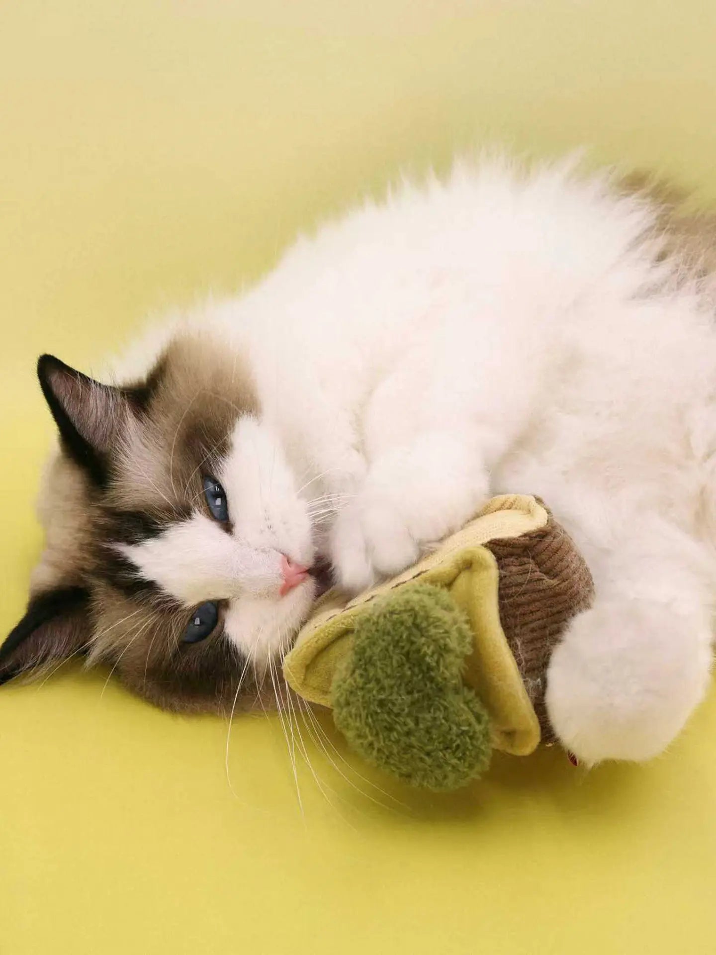 πΊπππππ―ππππ | Love Basque