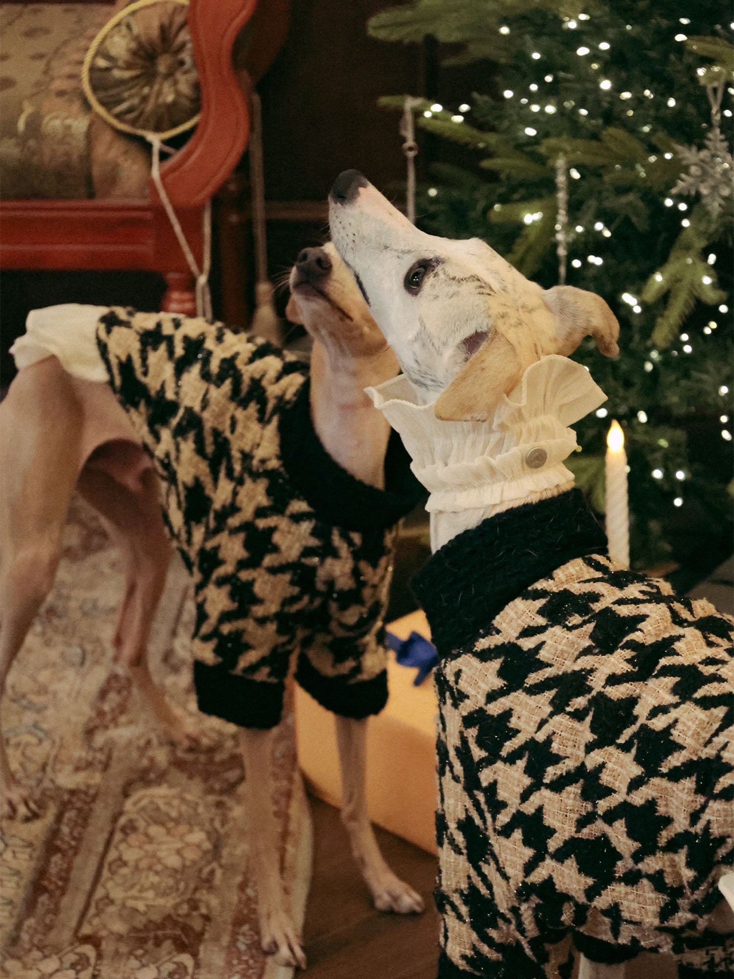 𝑴𝒖𝒔𝒆 | Tweed Ruffle Set