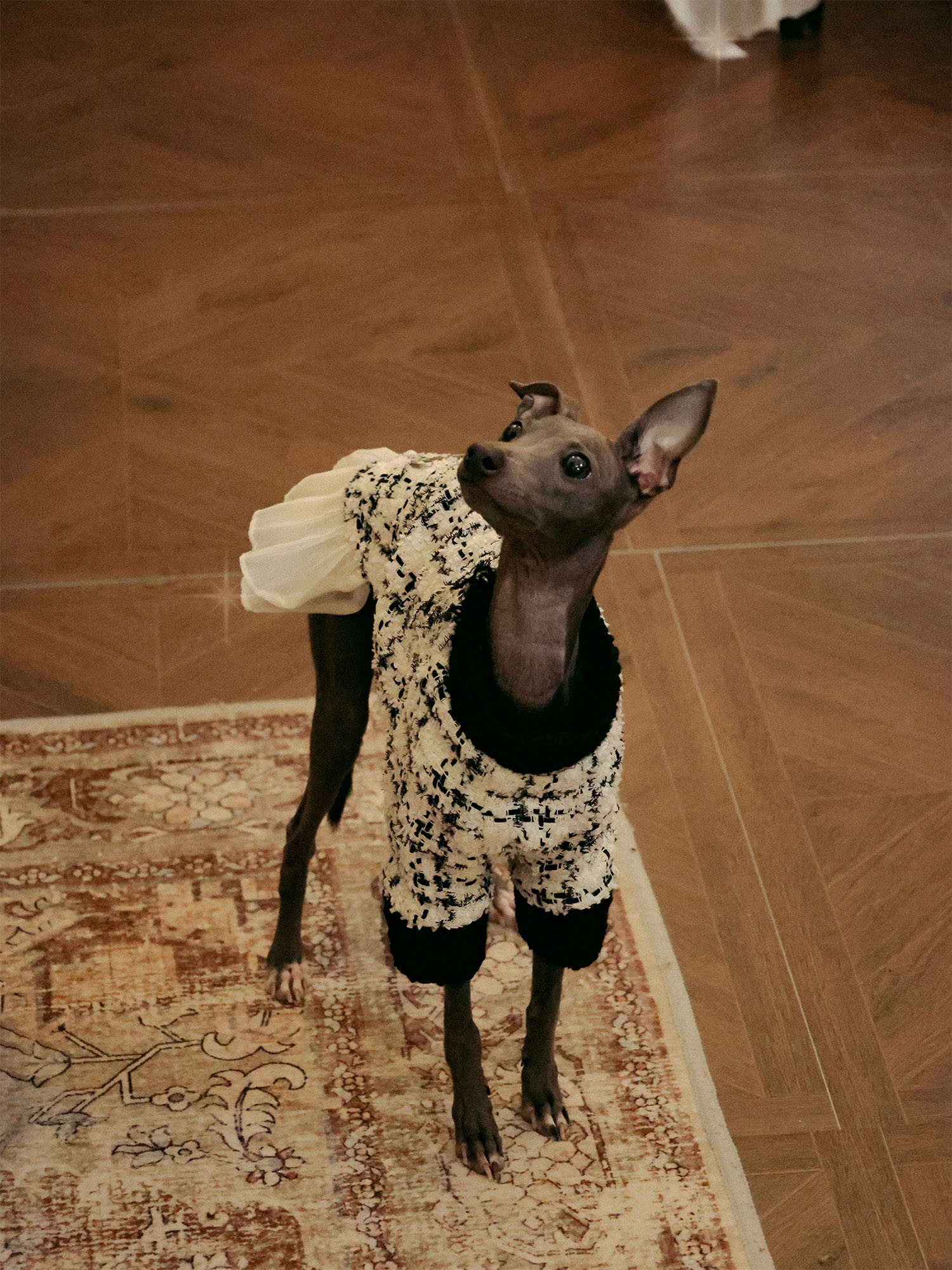 𝑴𝒖𝒔𝒆 | Tweed Ruffle Set