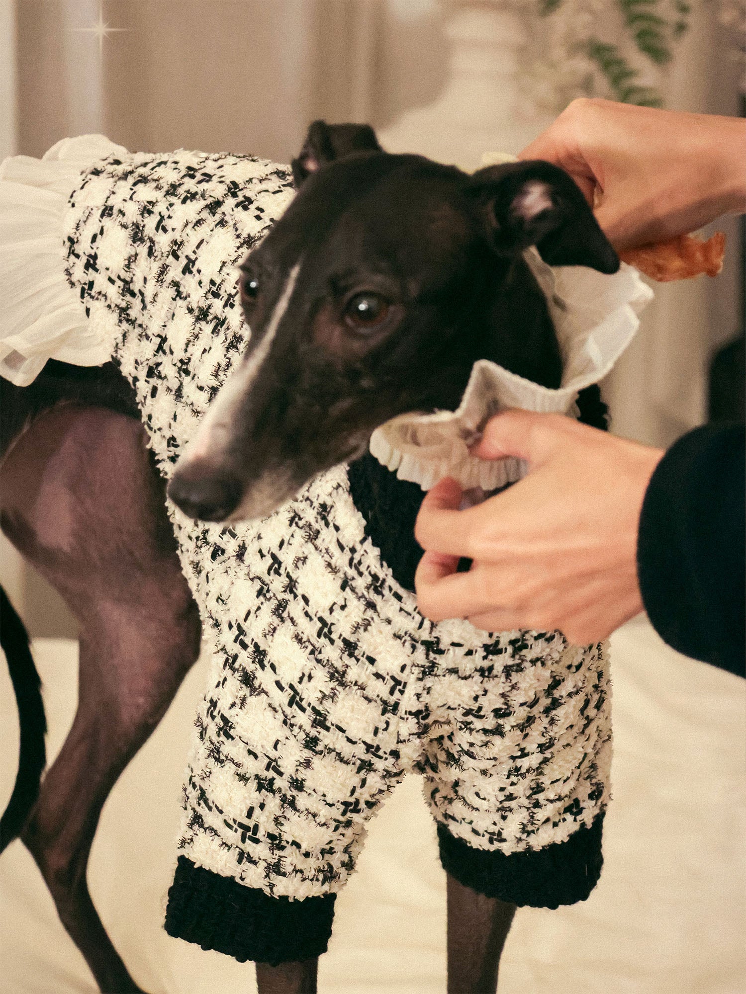 𝑴𝒖𝒔𝒆 | Tweed Ruffle Set