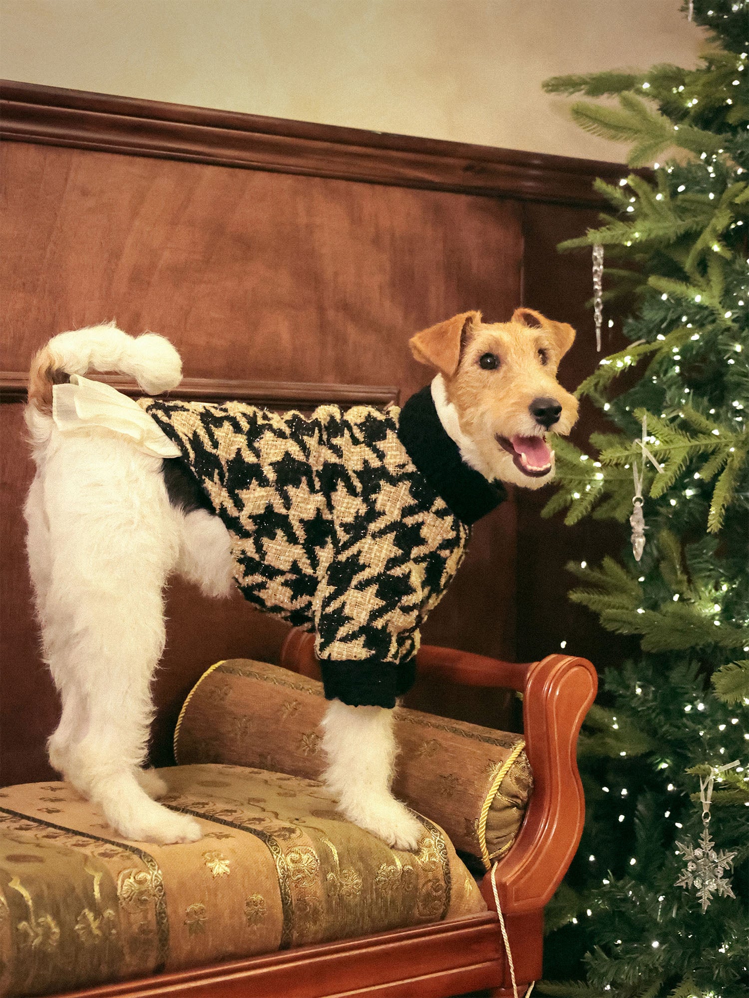 𝑴𝒖𝒔𝒆 | Tweed Ruffle Set