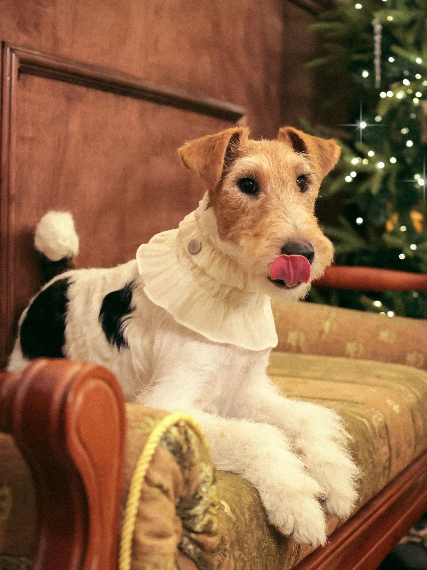 𝑴𝒖𝒔𝒆 | Tweed Ruffle Set