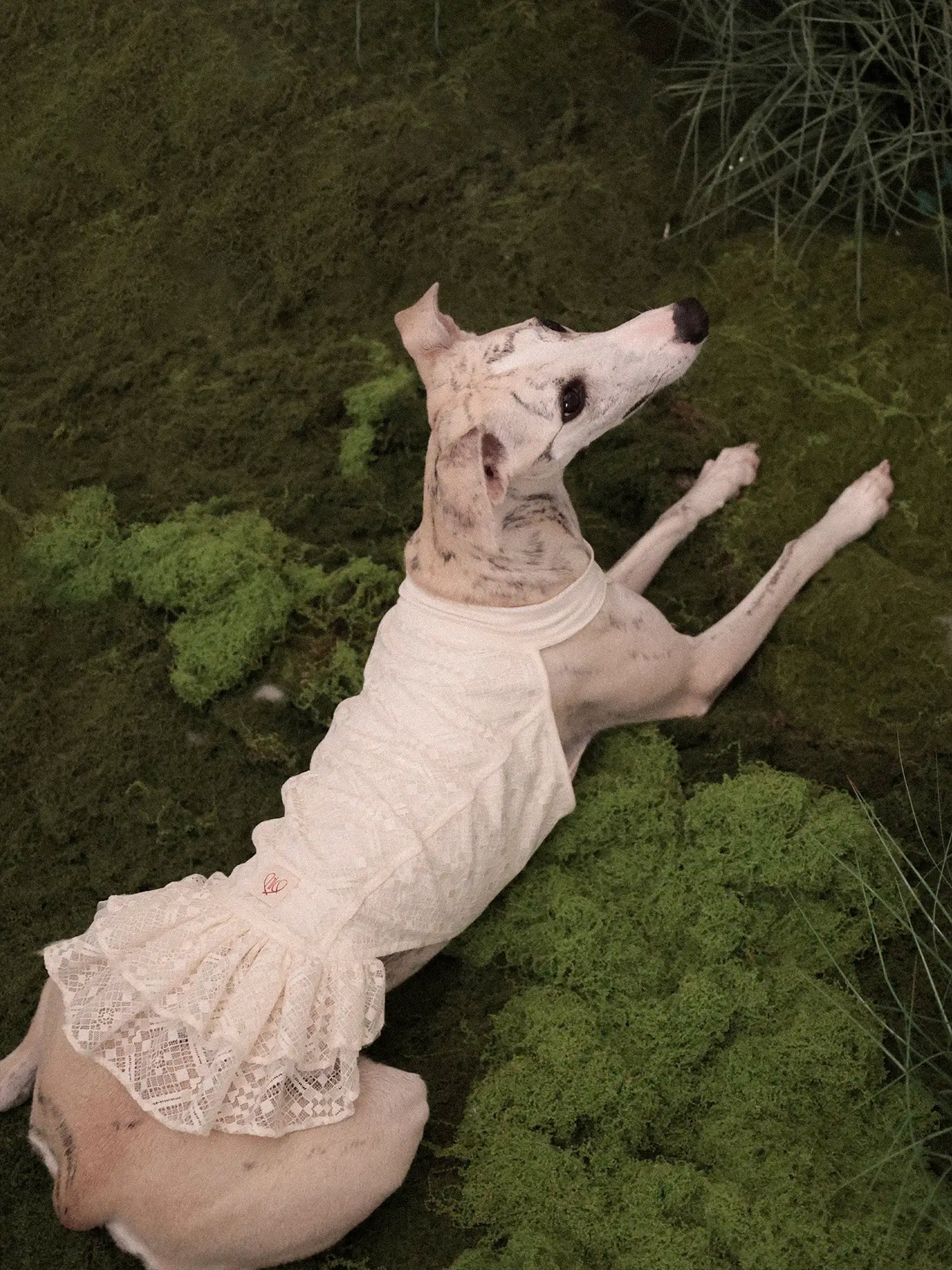 𝑳𝒂𝒄𝒆 | Chinoiserie skirt