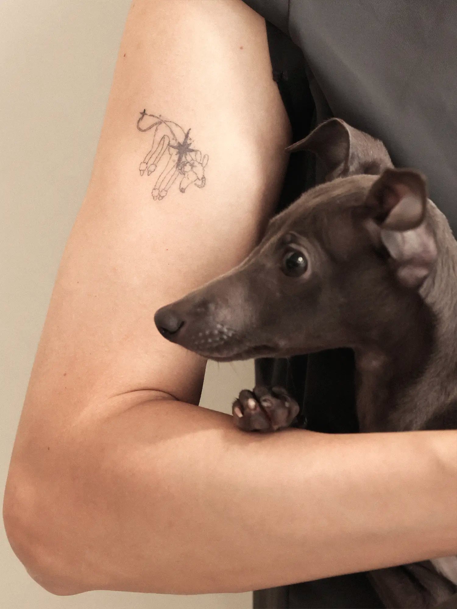𝑳𝒖𝒄𝒌𝒚𝑺𝒕𝒂𝒓｜Sighthound Zodiac Temporary Tattoos