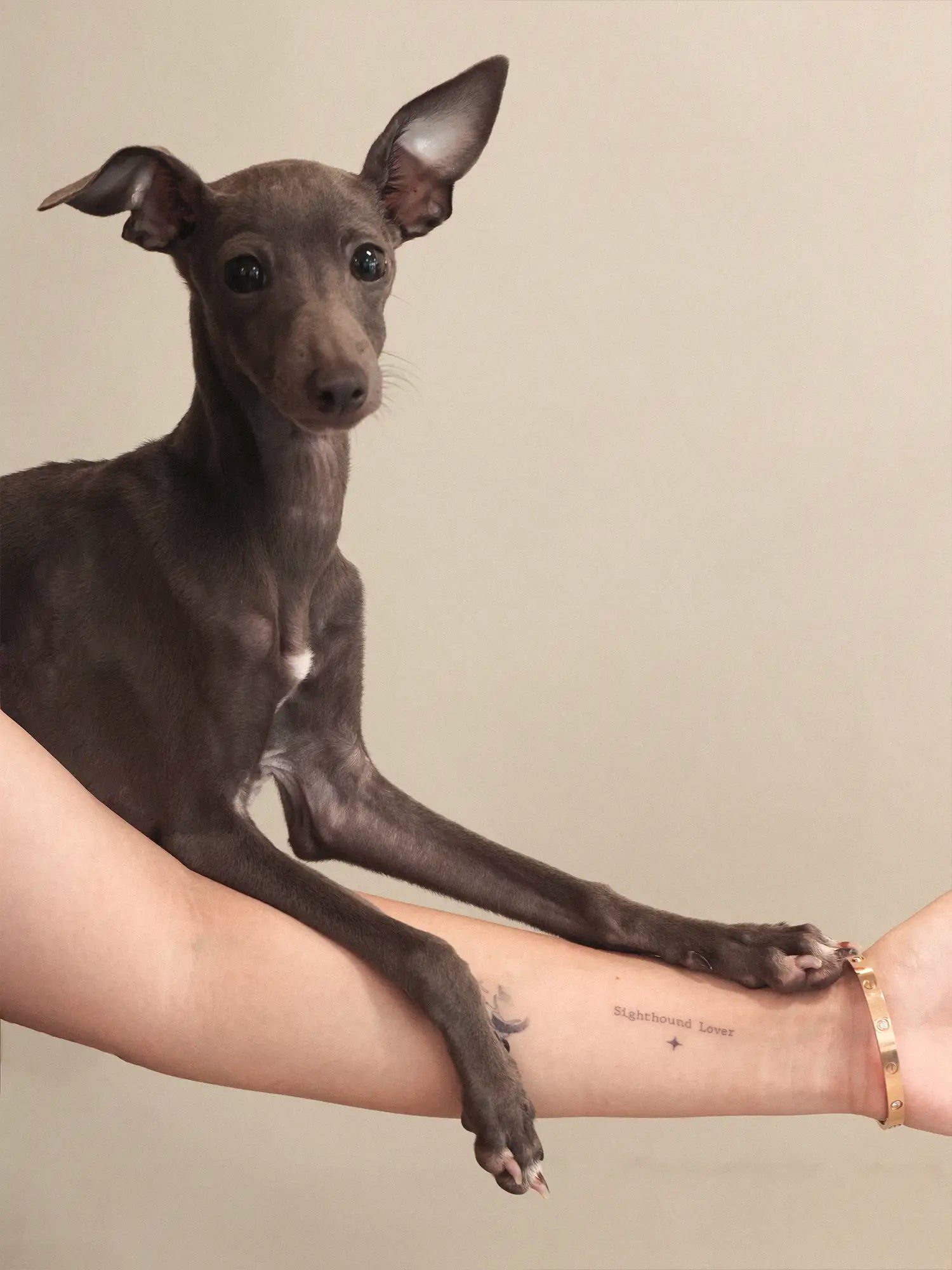 𝑳𝒖𝒄𝒌𝒚𝑺𝒕𝒂𝒓｜Sighthound Zodiac Temporary Tattoos